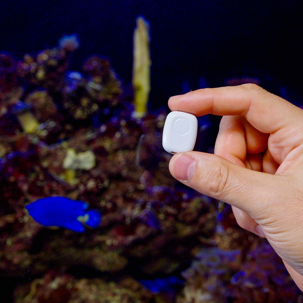 The Pill by Shelly capteur connecté miniature Bluetooth